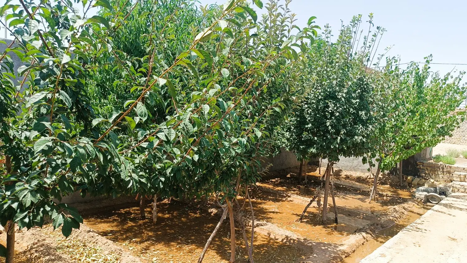 خانه باغ فروشی در روستای احمدآباد چهل گزی