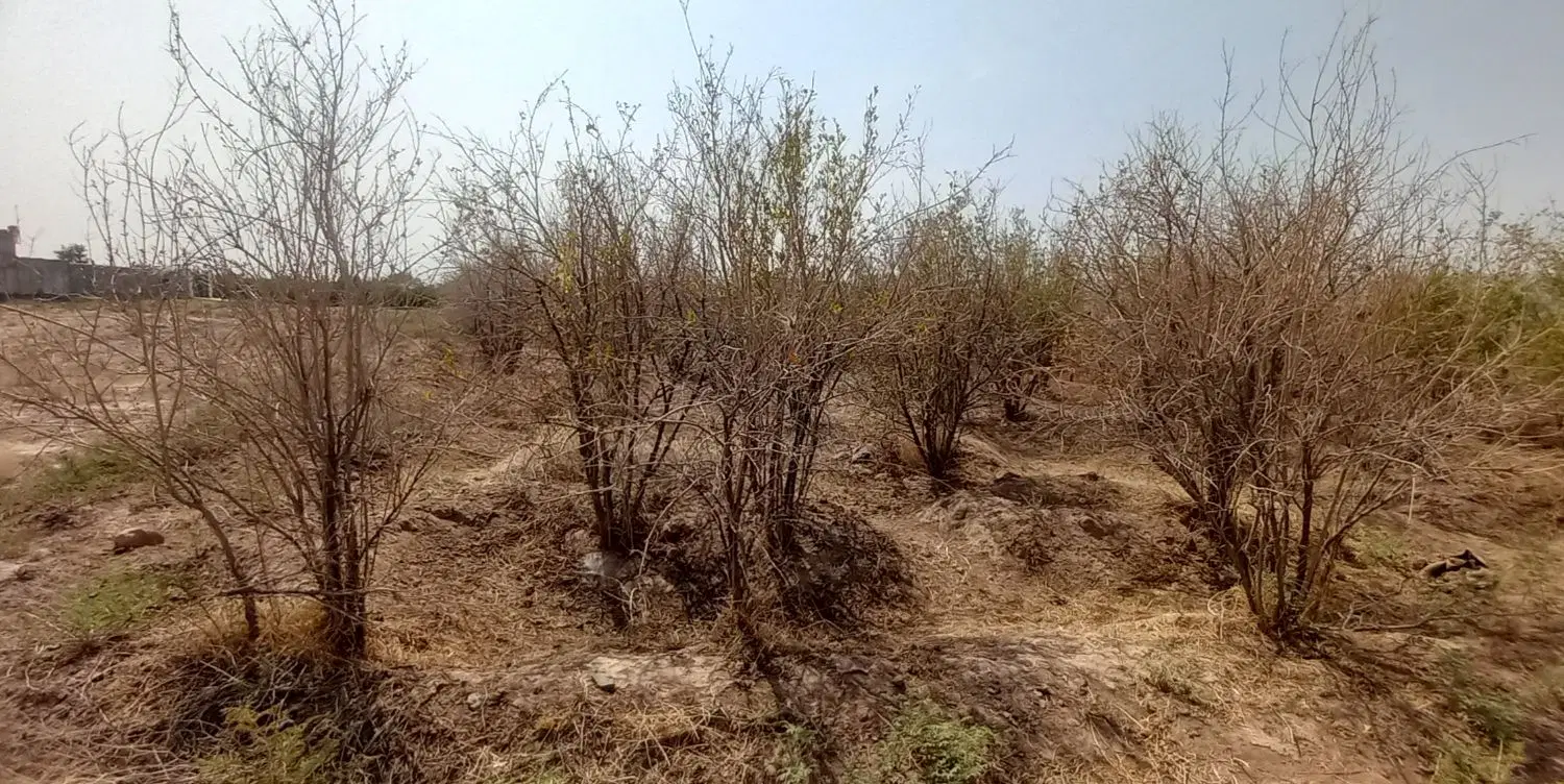 زمین کشاورزی با مساحت ۳۶۰ متر مربع