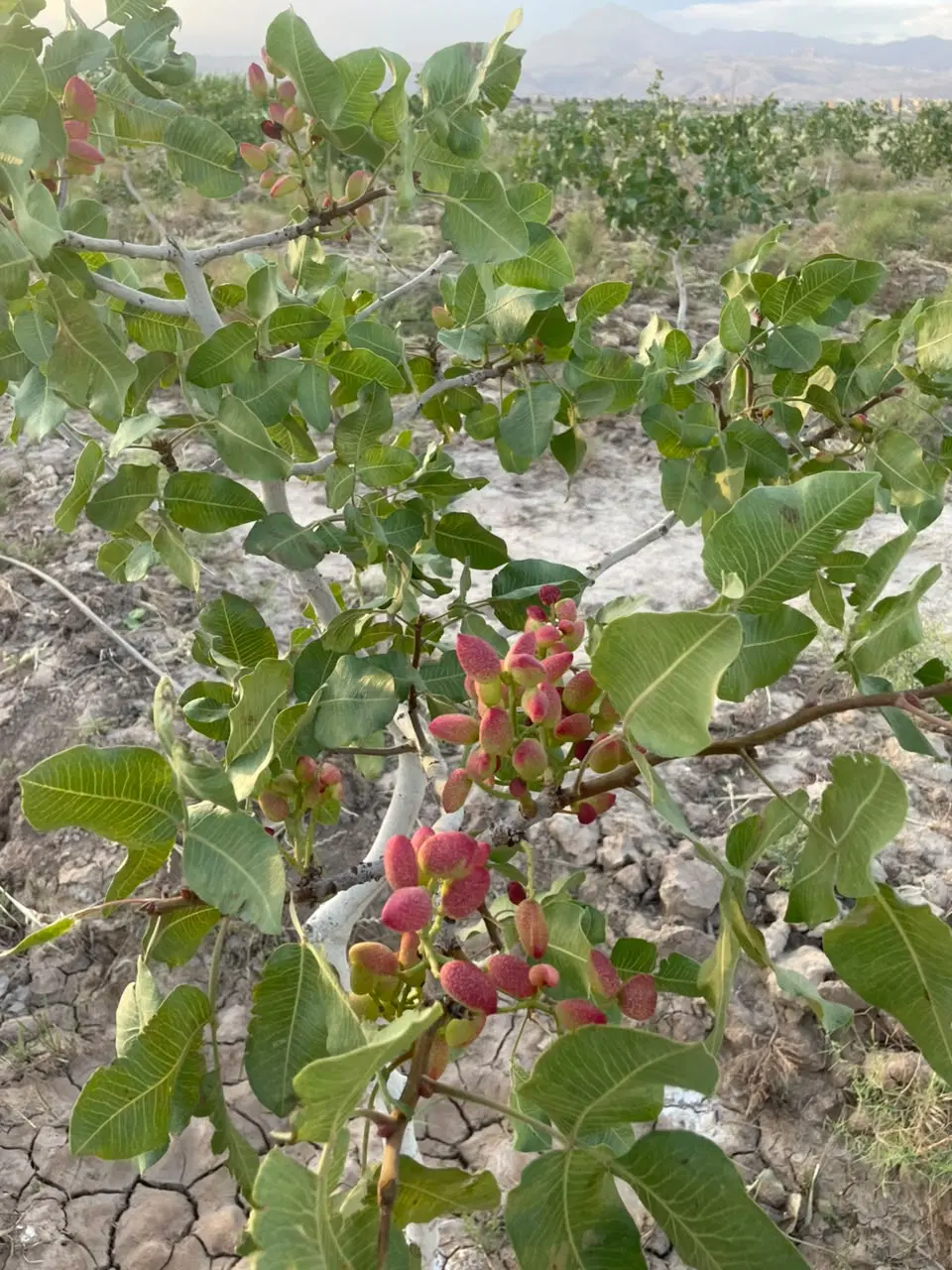 باغ ۸۰۰۰ متری ۱۰۰ کیلومتری تهران