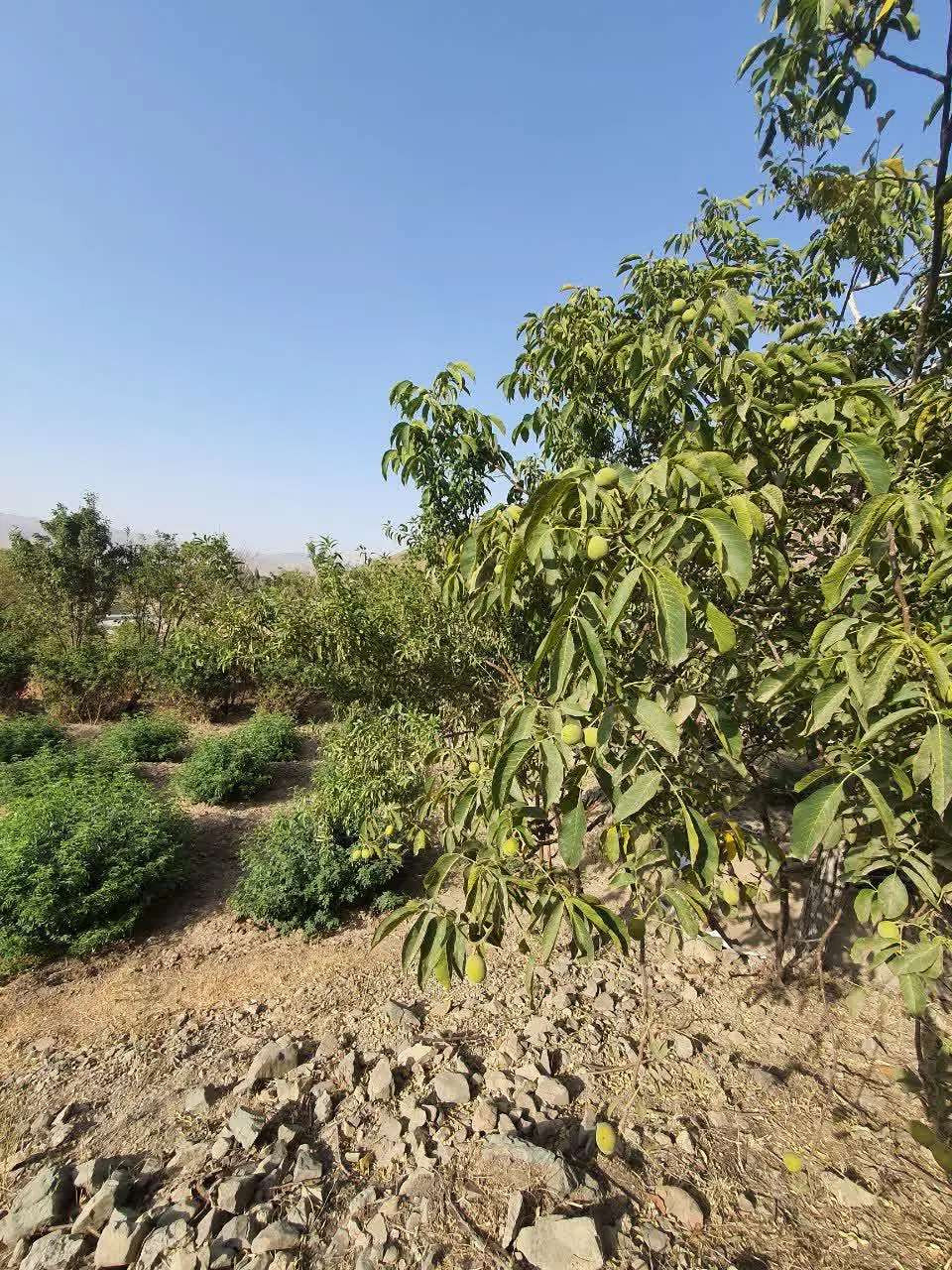 زمین فروشی مشهداردهال