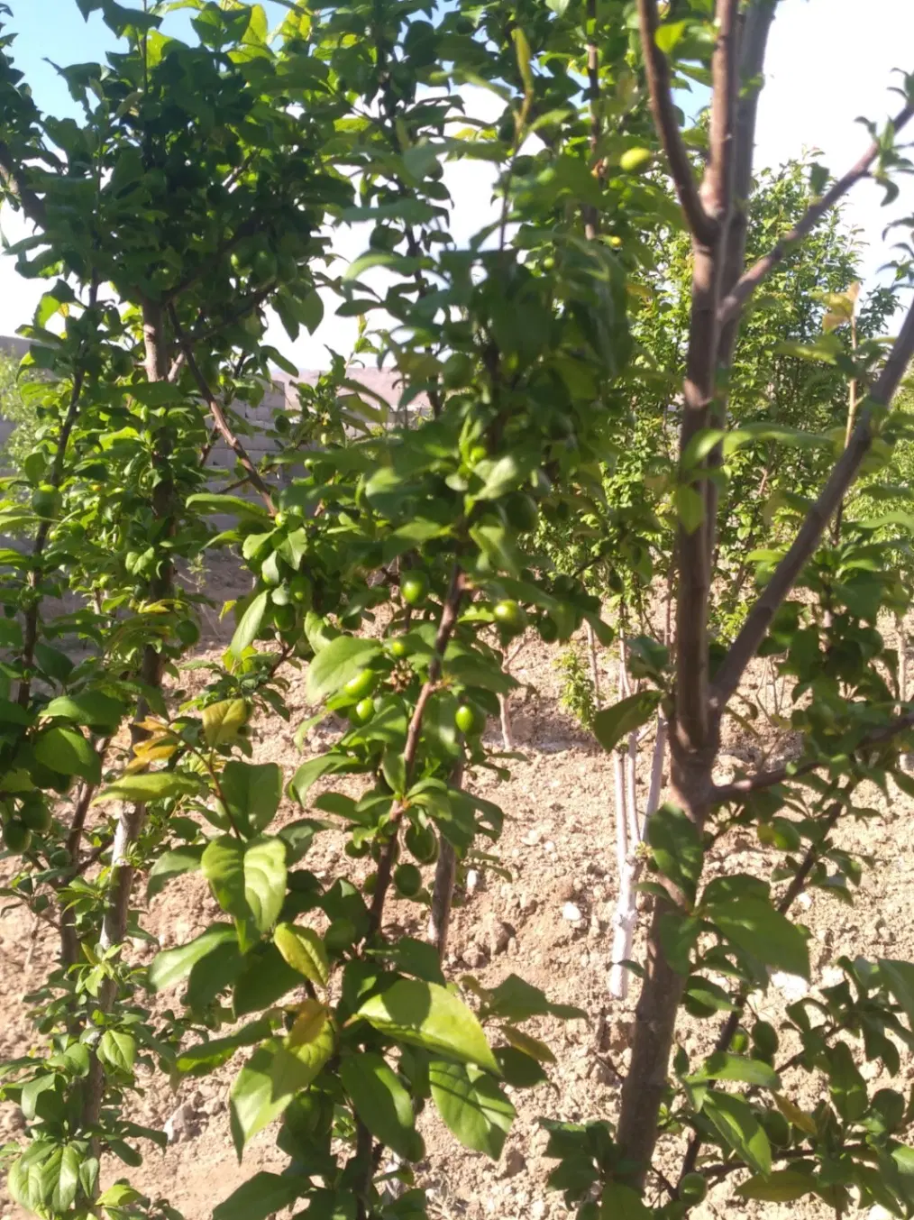 ویلا فروشی