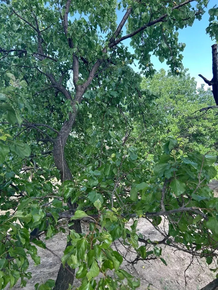 باغچه ۱۸۷ متر (سند تک‌برگ)