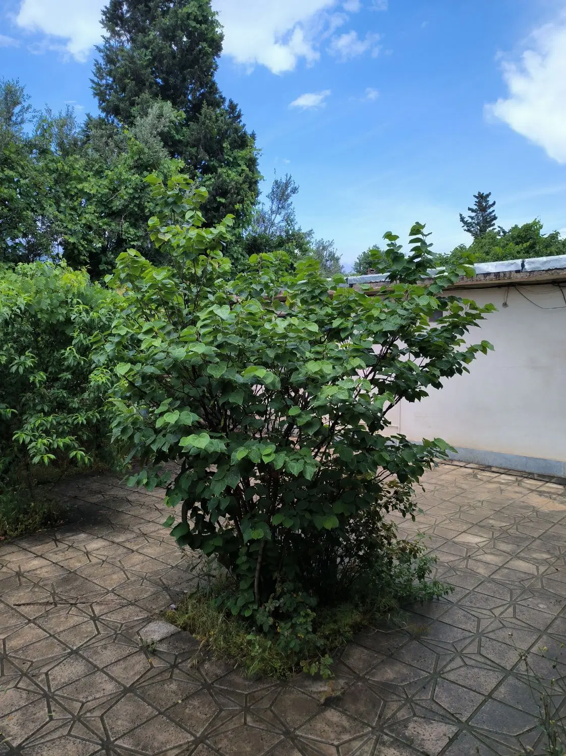 اجاره ۵۰۰ متر خانه باغ