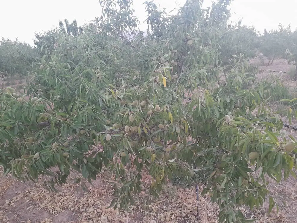 باغ بادام ومیوه