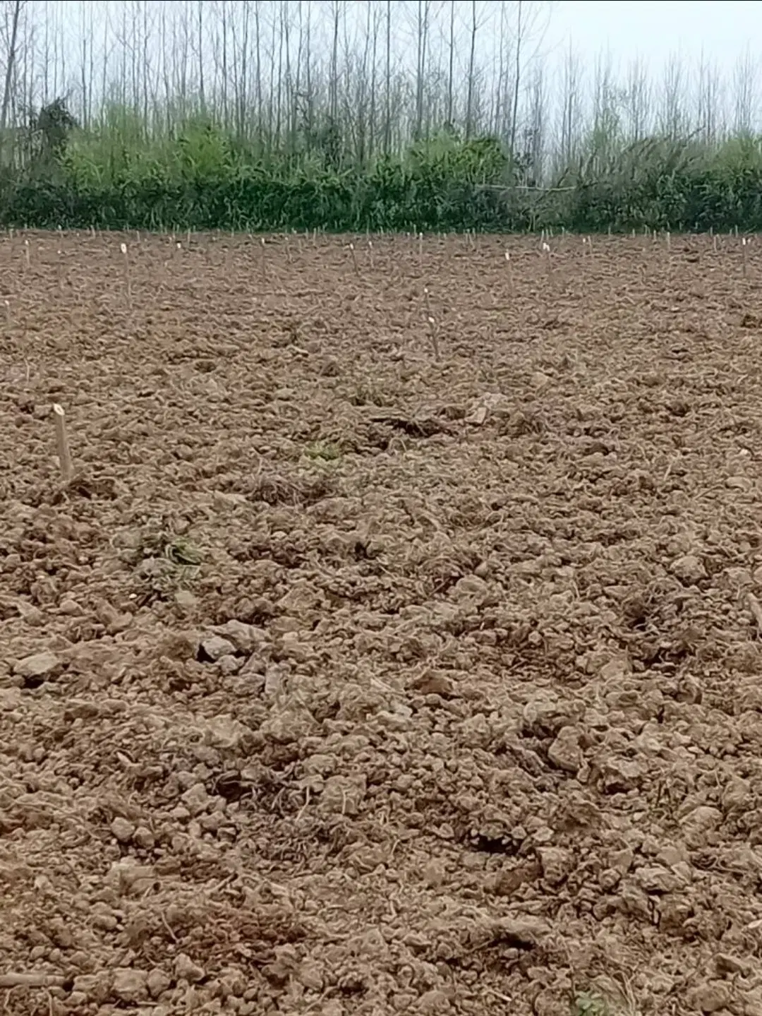 زمین باغی بادرخت یکساله