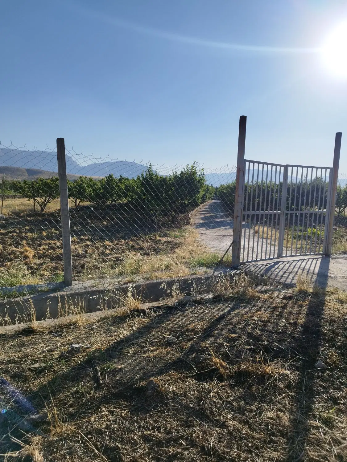 باغ ثمرده در روستای حشمت آباد شهر دورود(لرستان)