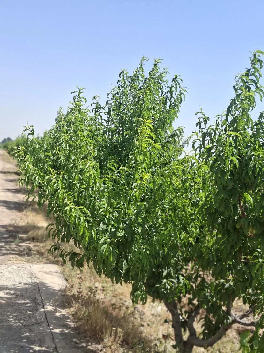 فروش باغ انگور