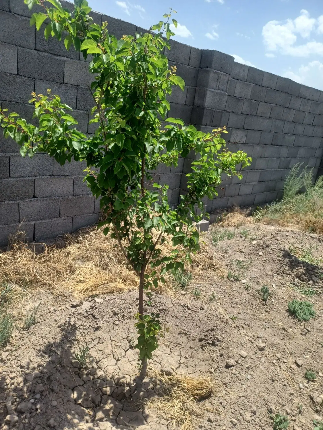 زمین بافت روستا ..منطقه بازمرگان روستای فلیان