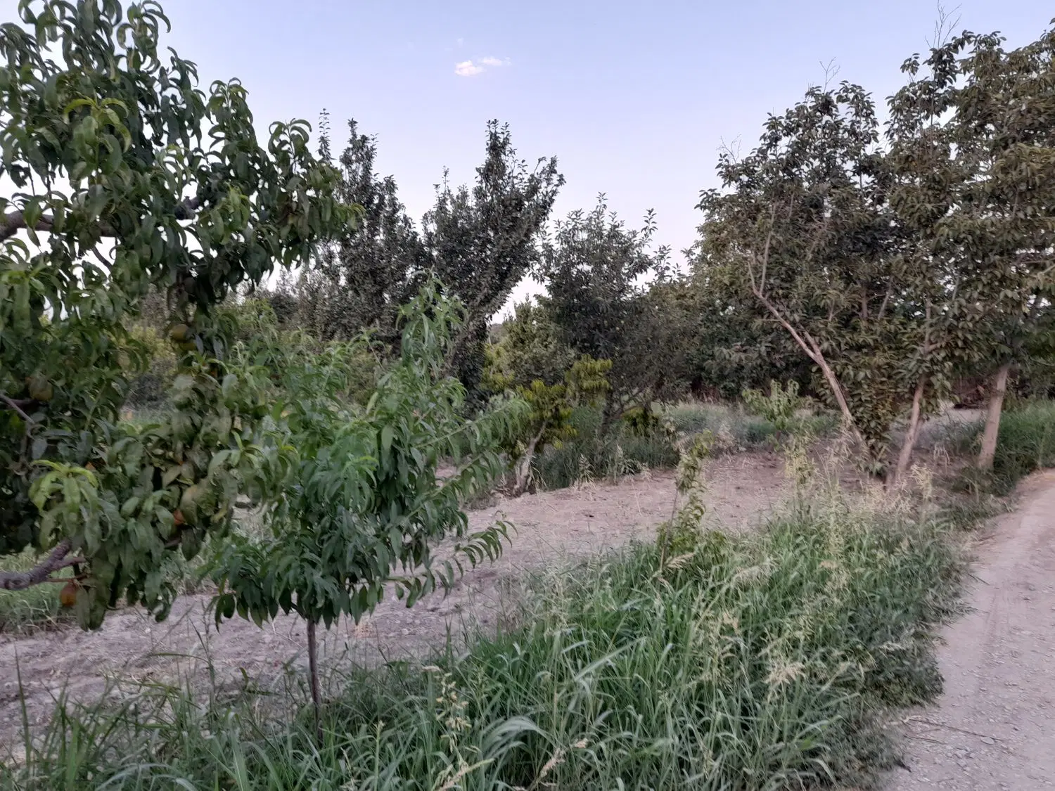فروش باغ در باغستان شهریار