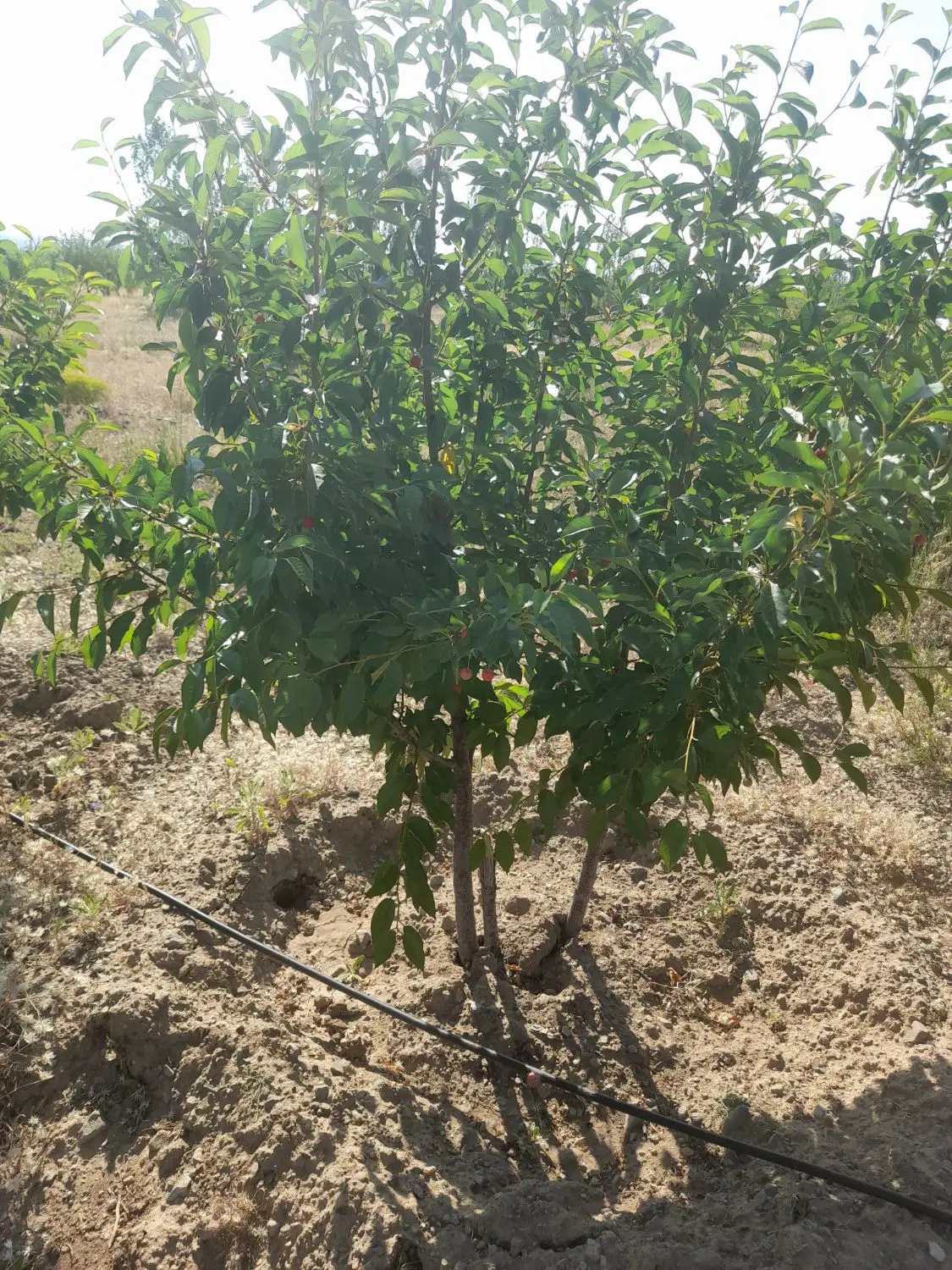 باغ شهر مینو دشت اشراق