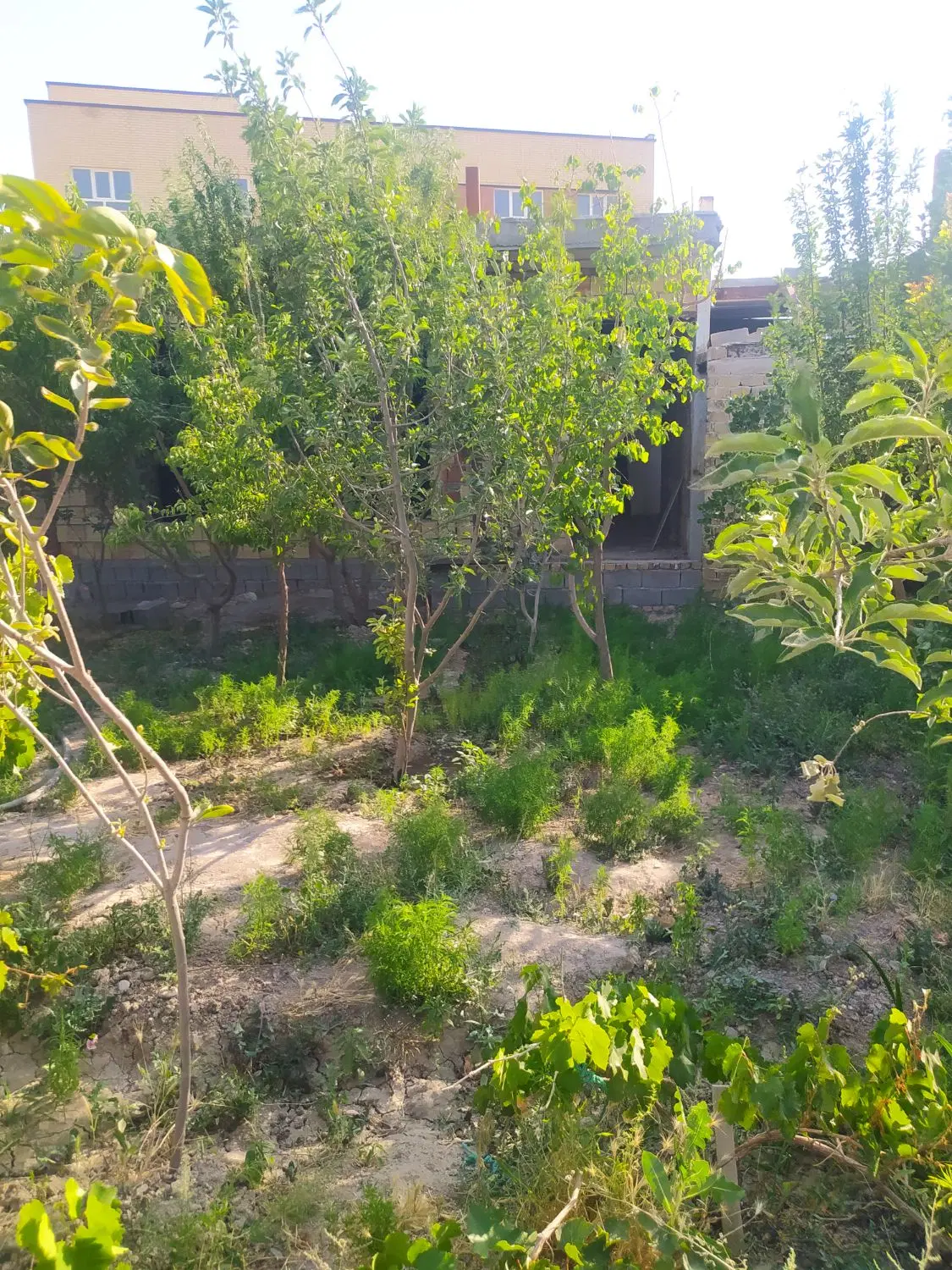 باغچه ویلا
