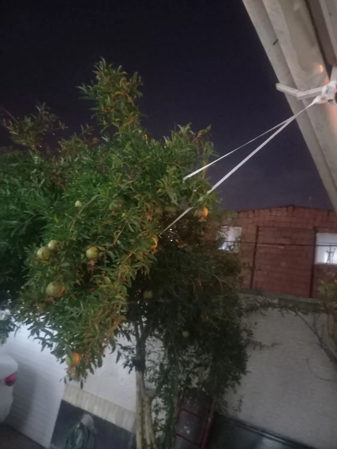 زمین پسته ایی