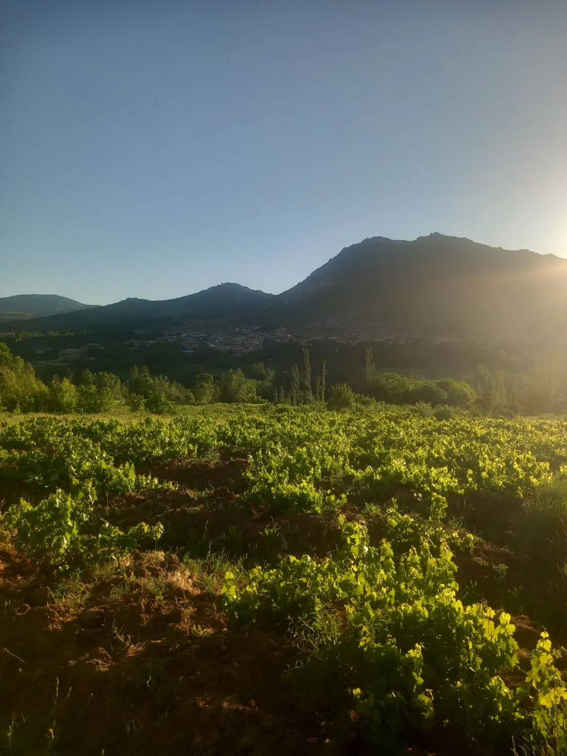 باغ انگور روستای حصار قره باغی