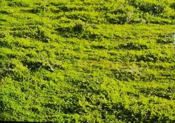 زمین تجاری مسکونی ۱۵۴متر دونبش محدوده 20متری معلم