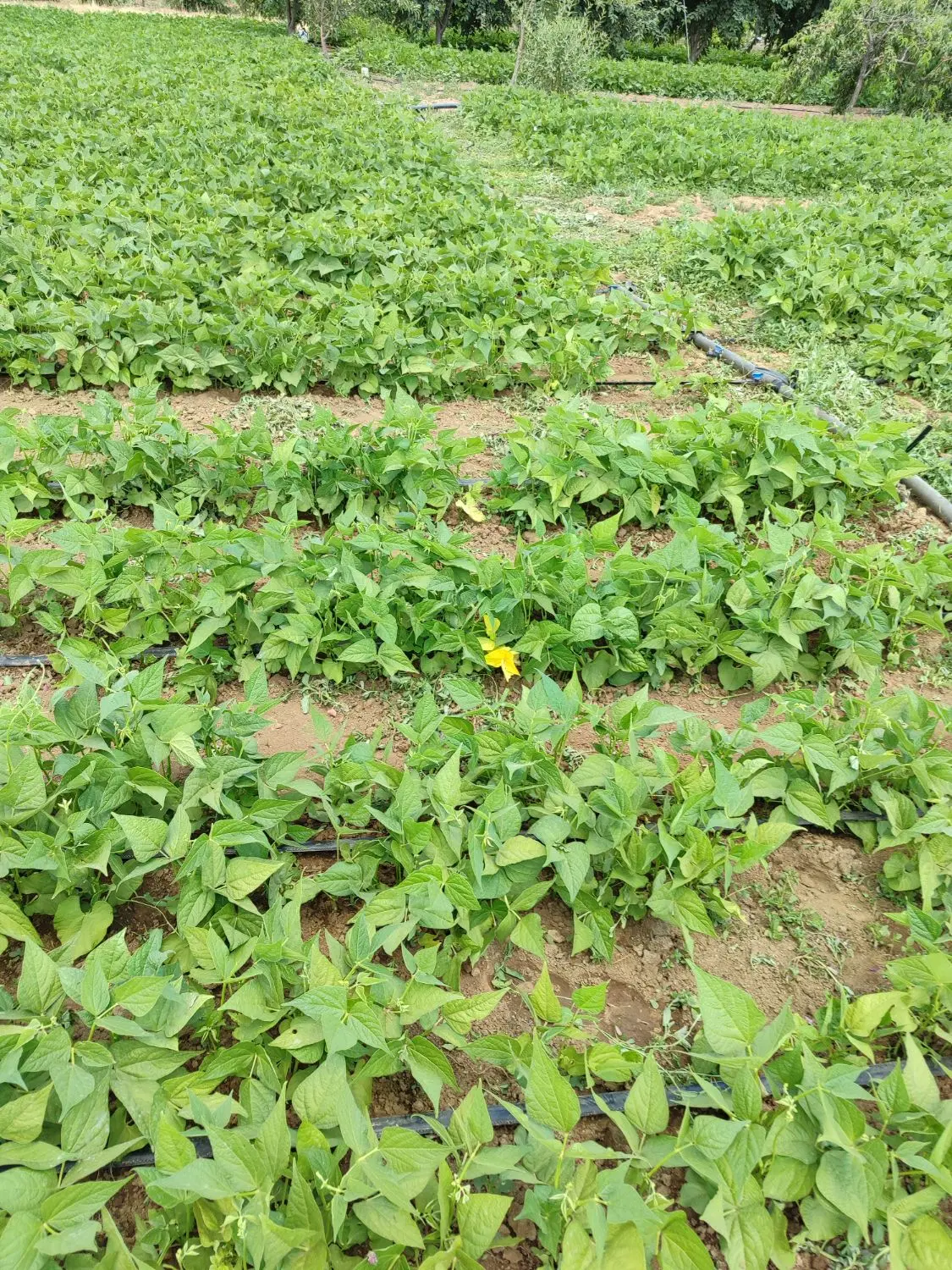 خانه باغ معاوضه باماشین اتوماتیک