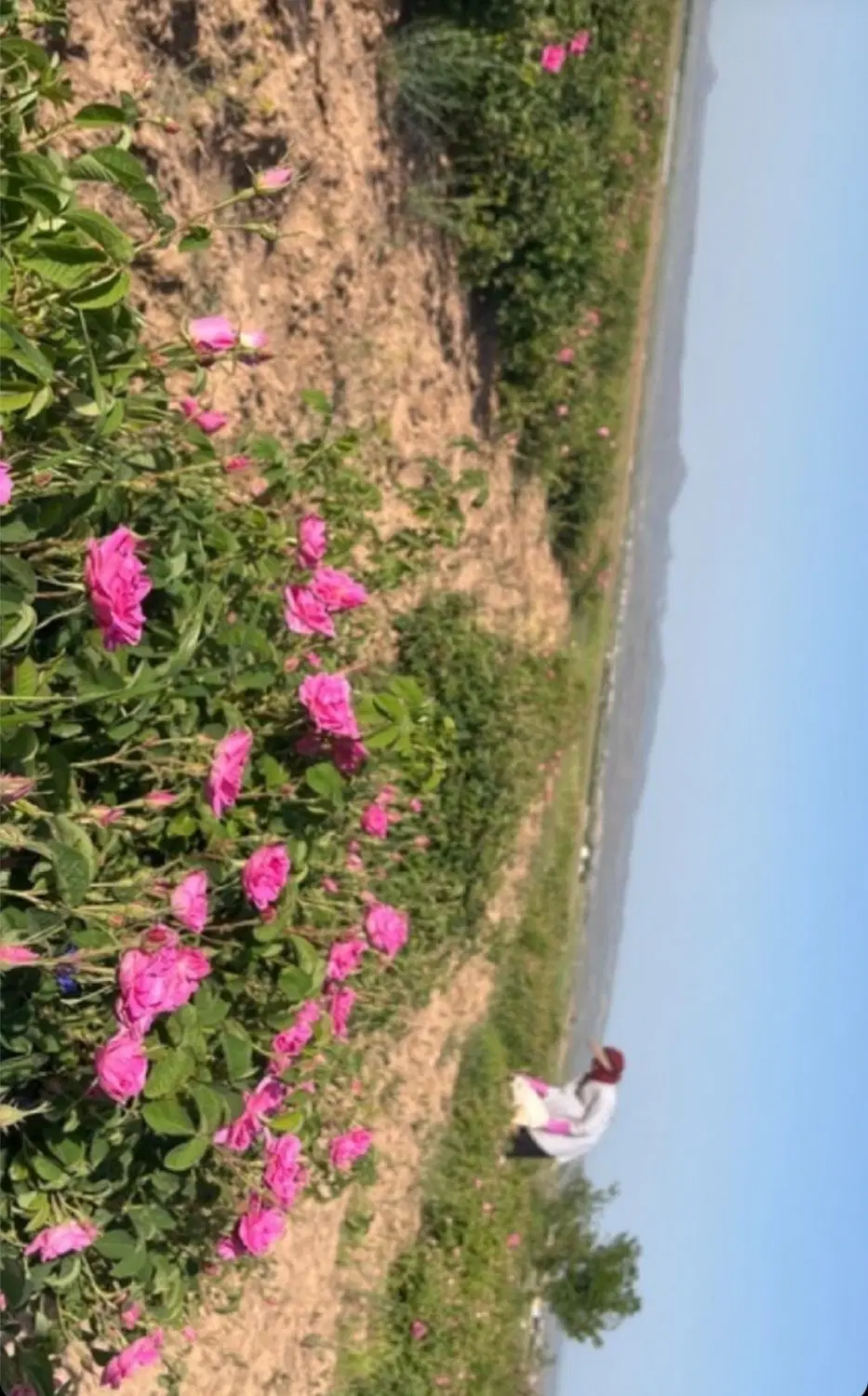 زمین کشاورزی باغی