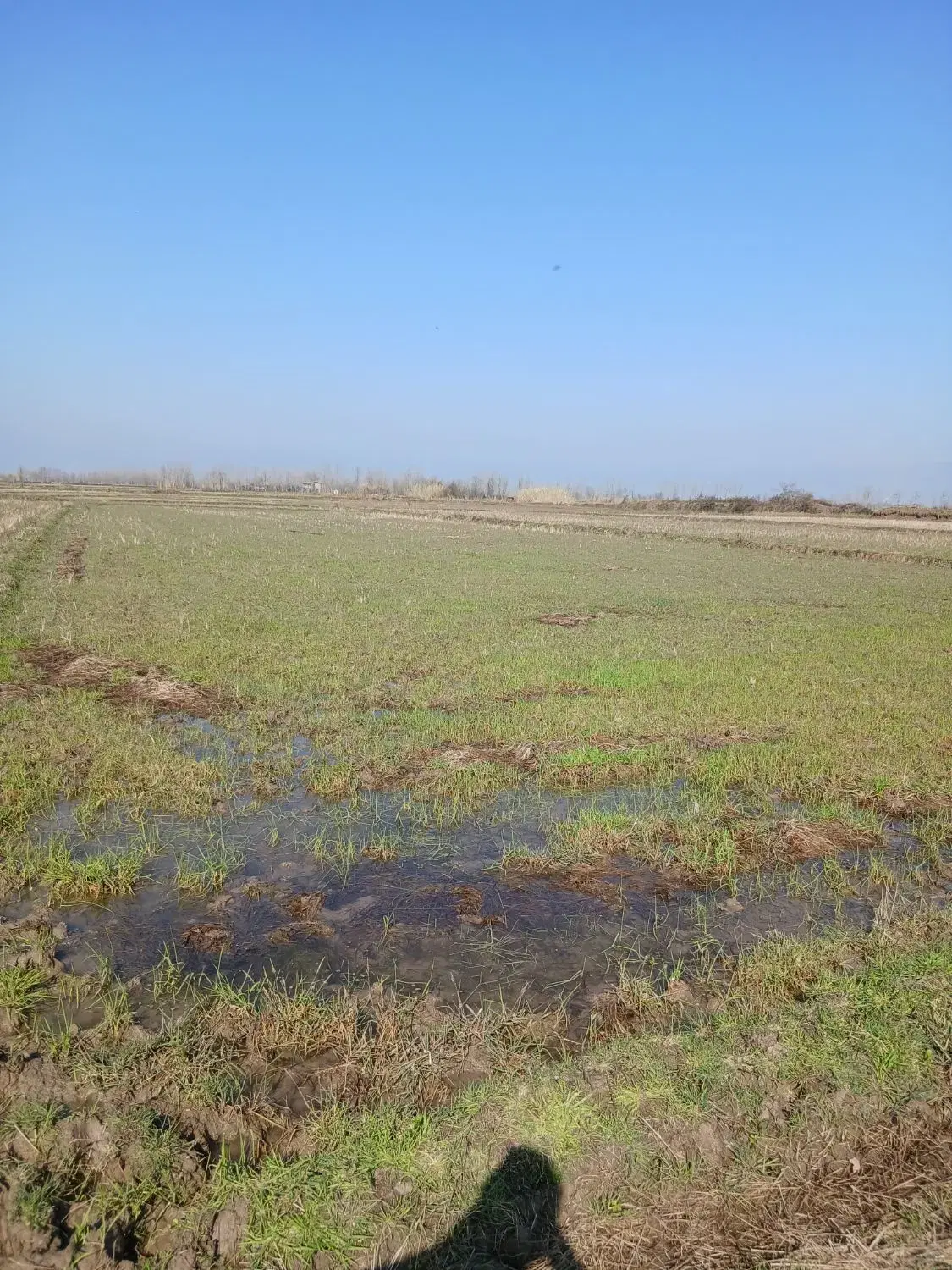 زمین شالی مکانیزه