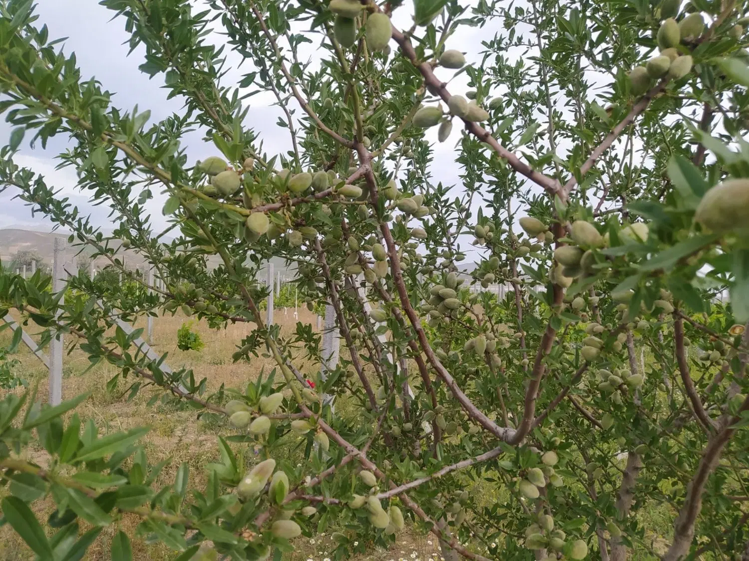 باغچه بادام و انگور مویز در روستای کنعان ایل