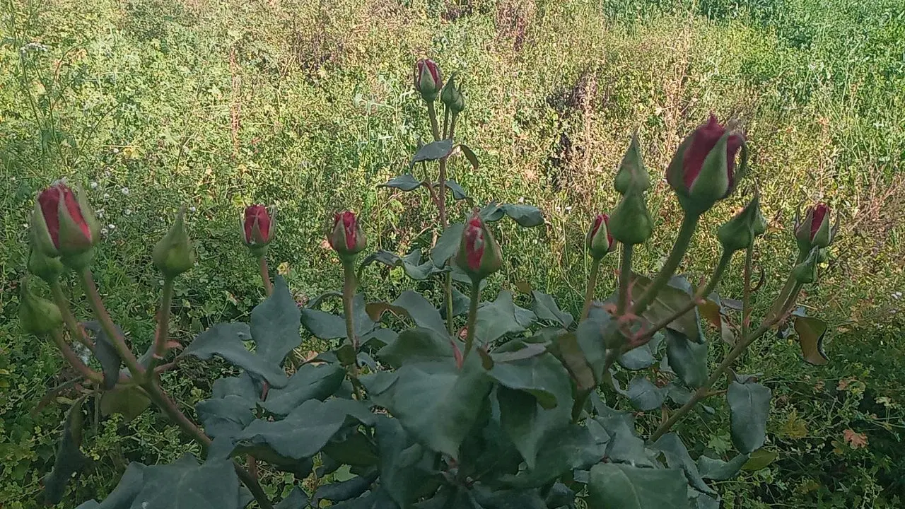 فروش باغچه