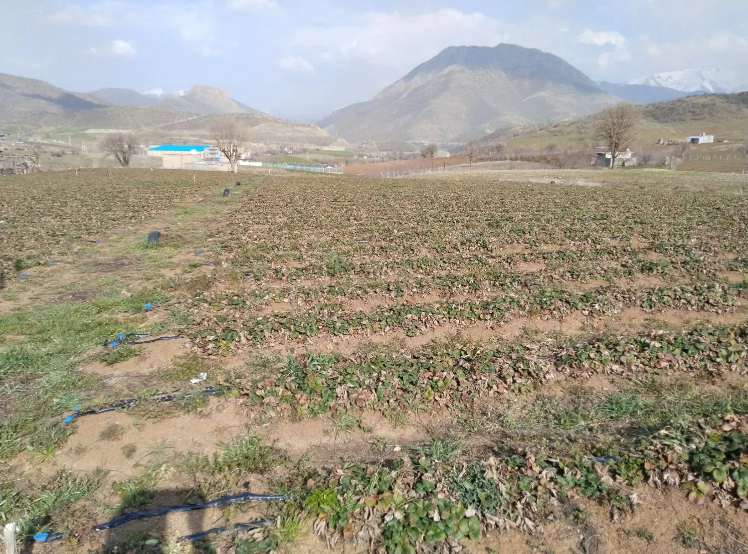 زمین کشاورزی جاده گویزه کویره