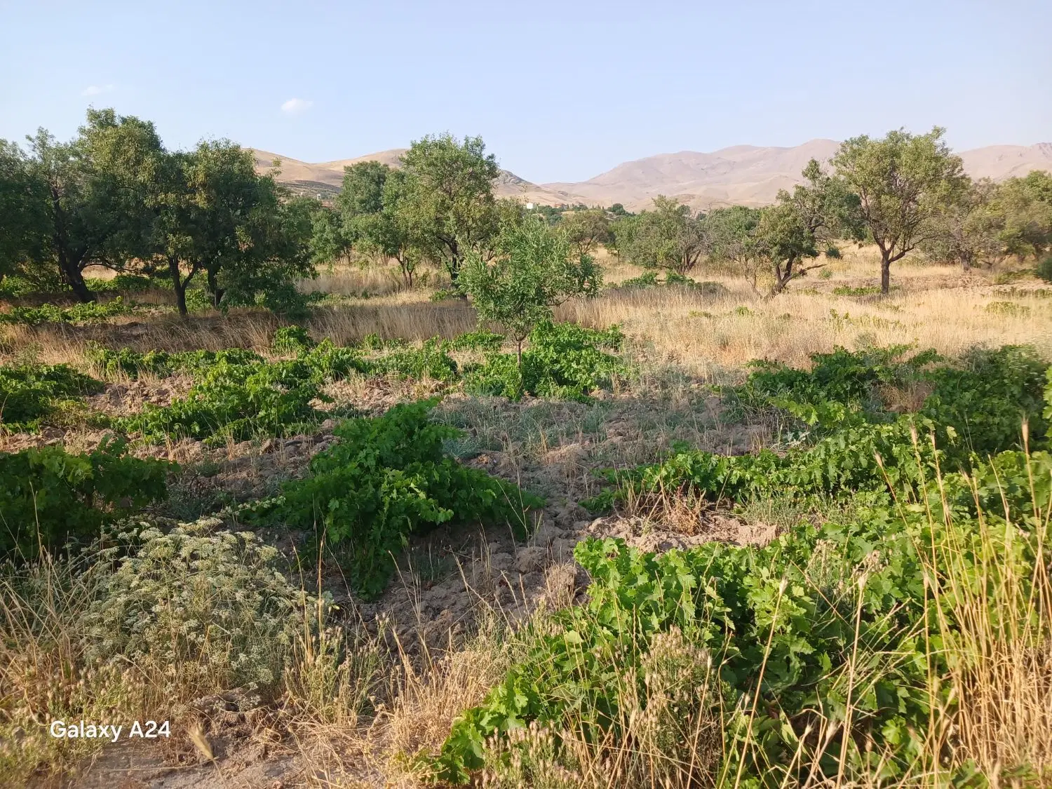فروش باغ سنتی بمساحت۹۰۰ متر