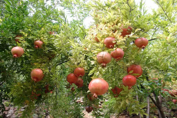 زمین باغ انار با چاه آب