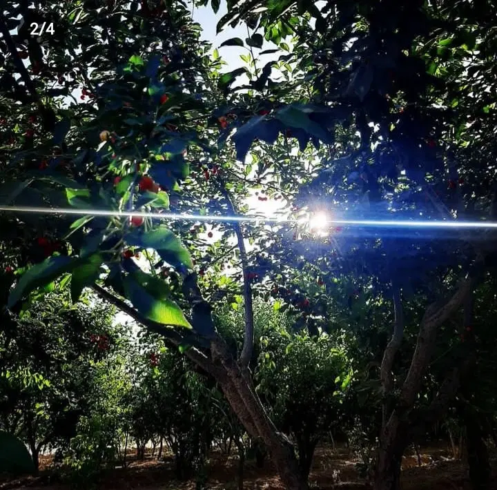 باغ یا ویلا