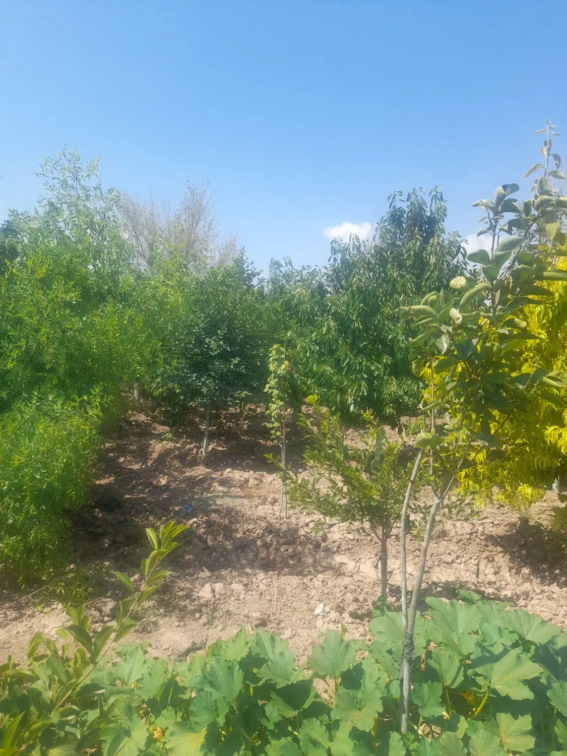 فروش باغ درروستای جیج آباد