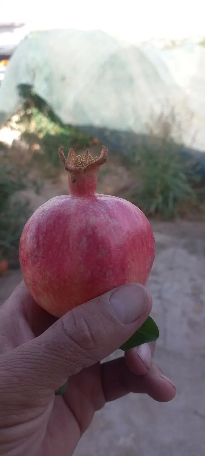 باغ انار