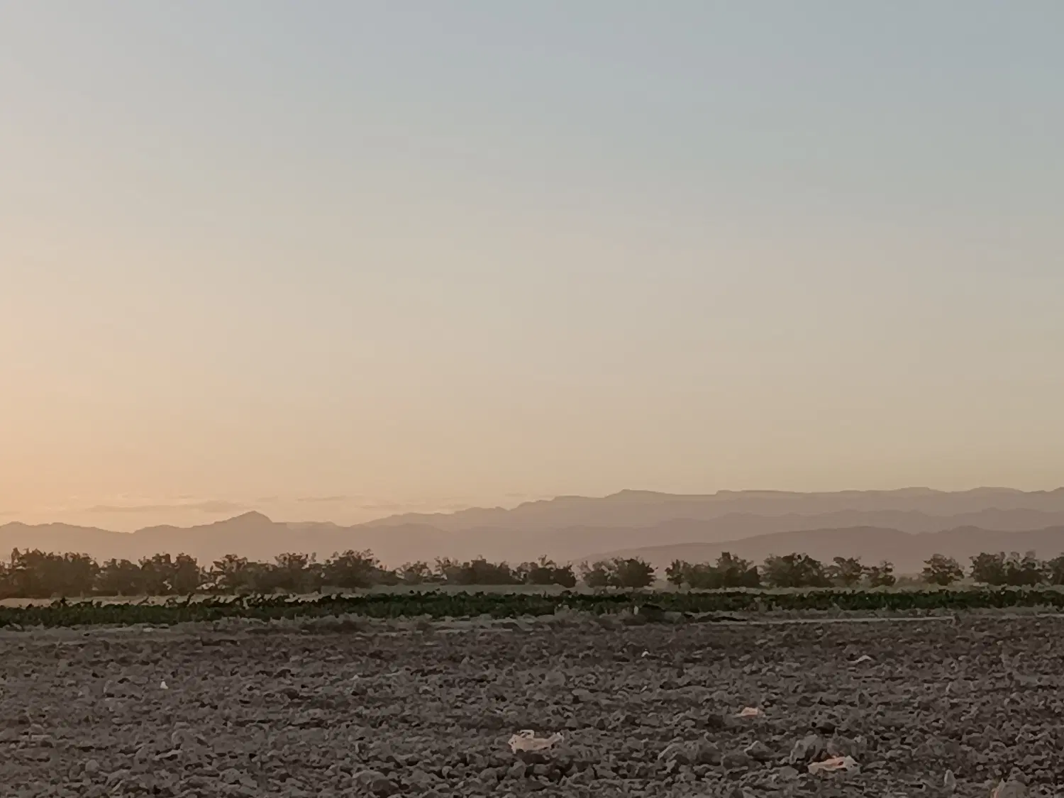 زمین زعفران