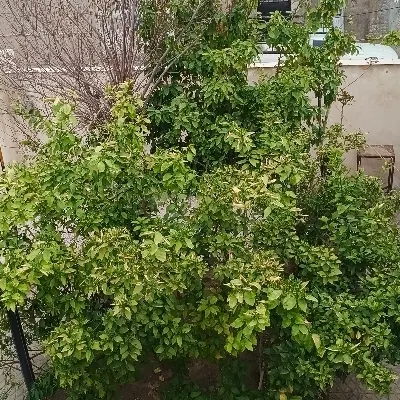 کرایه انبار