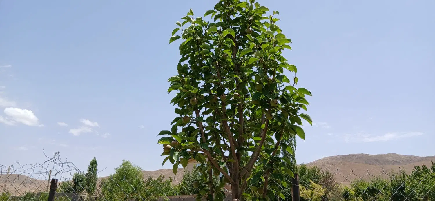 خونه باغ فروشی روستای لاسم چشمه فیروزکوه