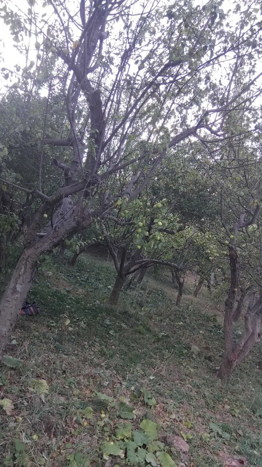 باغ میوه
