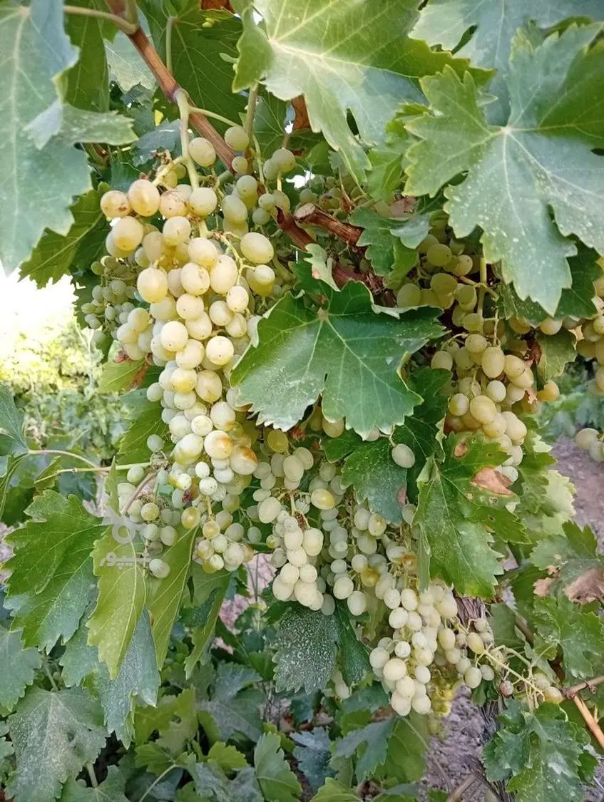 فروش زمین باغی دوکوهک خیابان اکسیژن