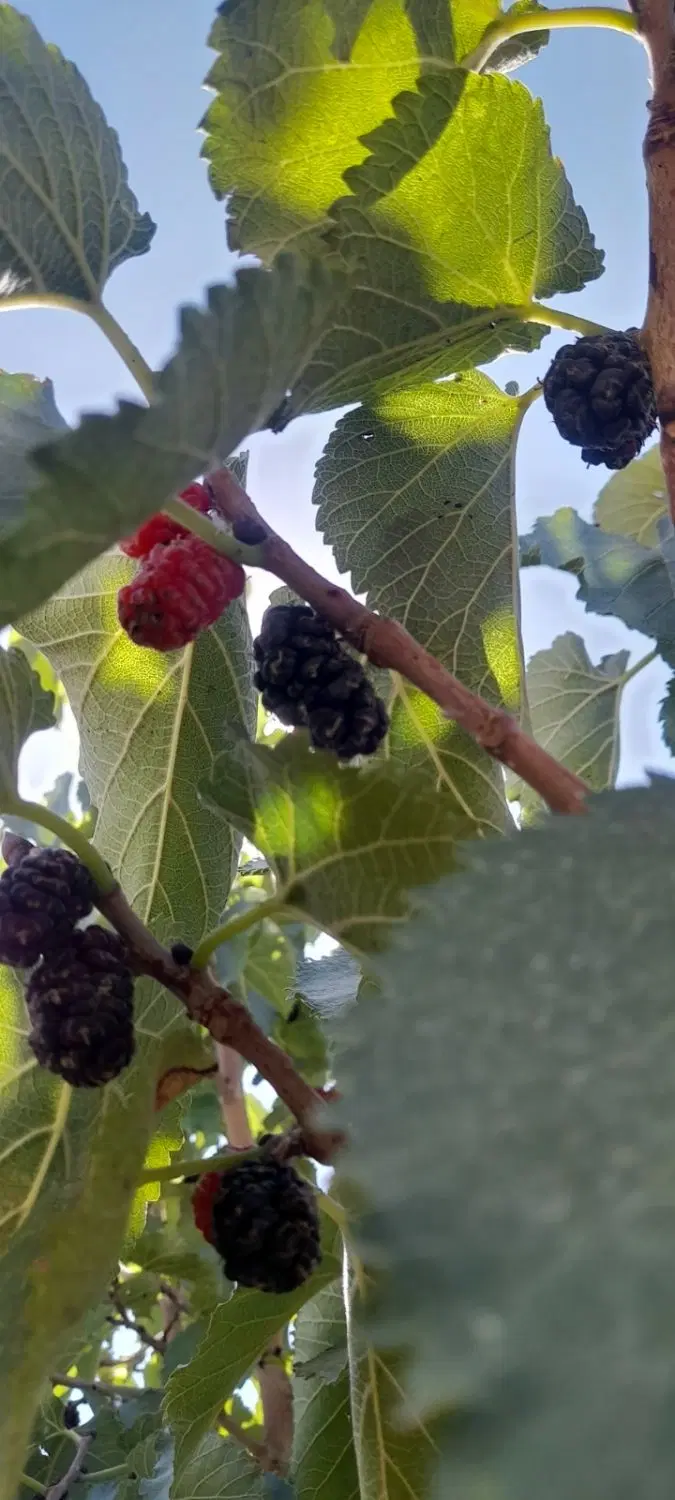 باغ میوه وخونه باغ مجوزدارفنس کشی شده