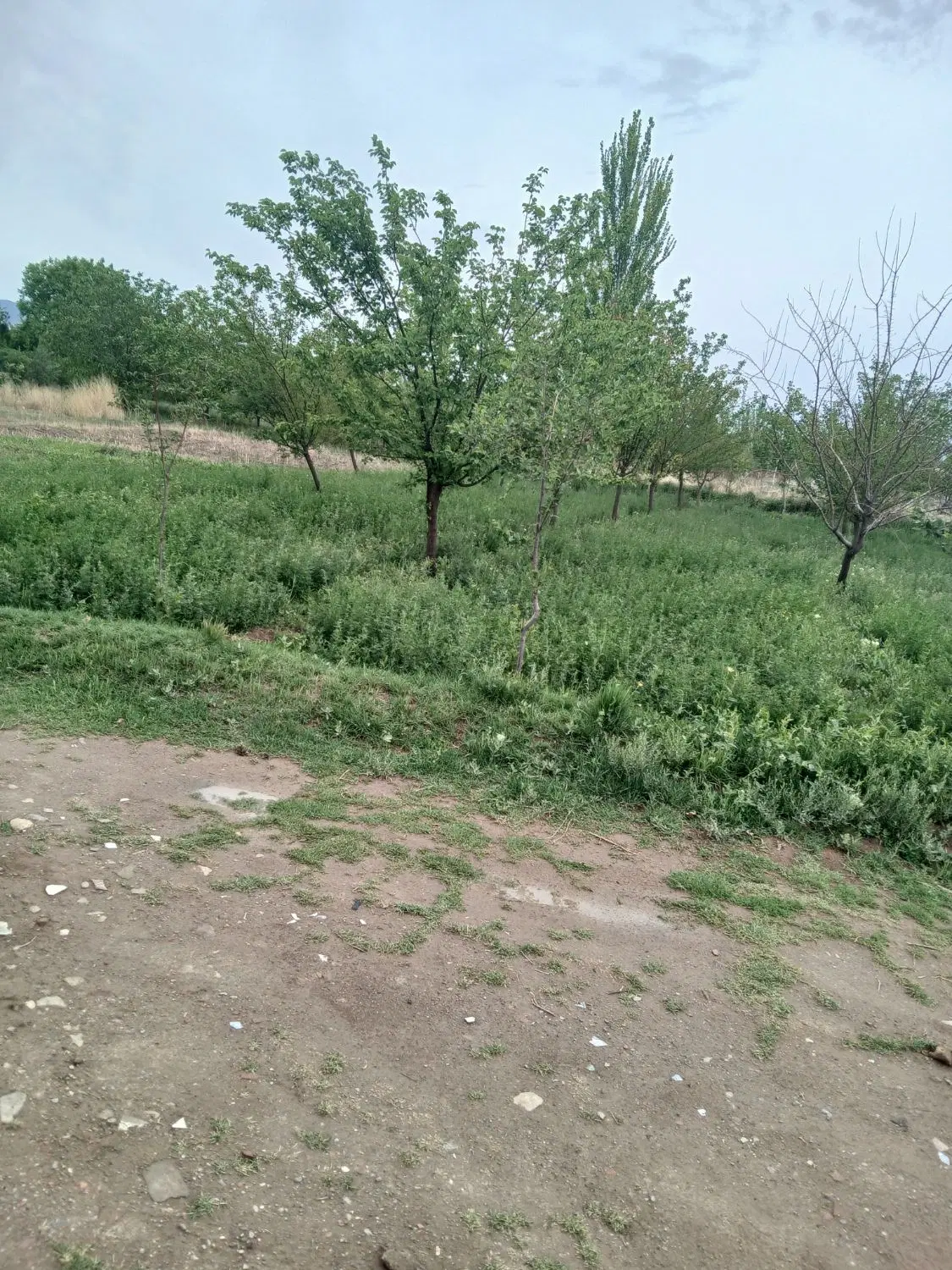 زمین مسکونی
