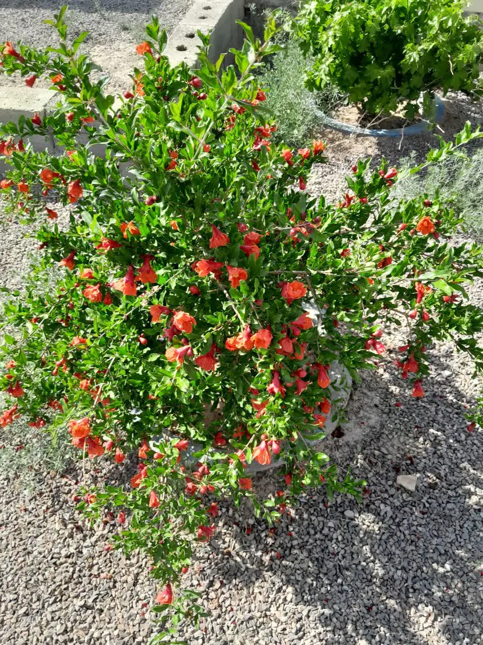 باغ در منظریه