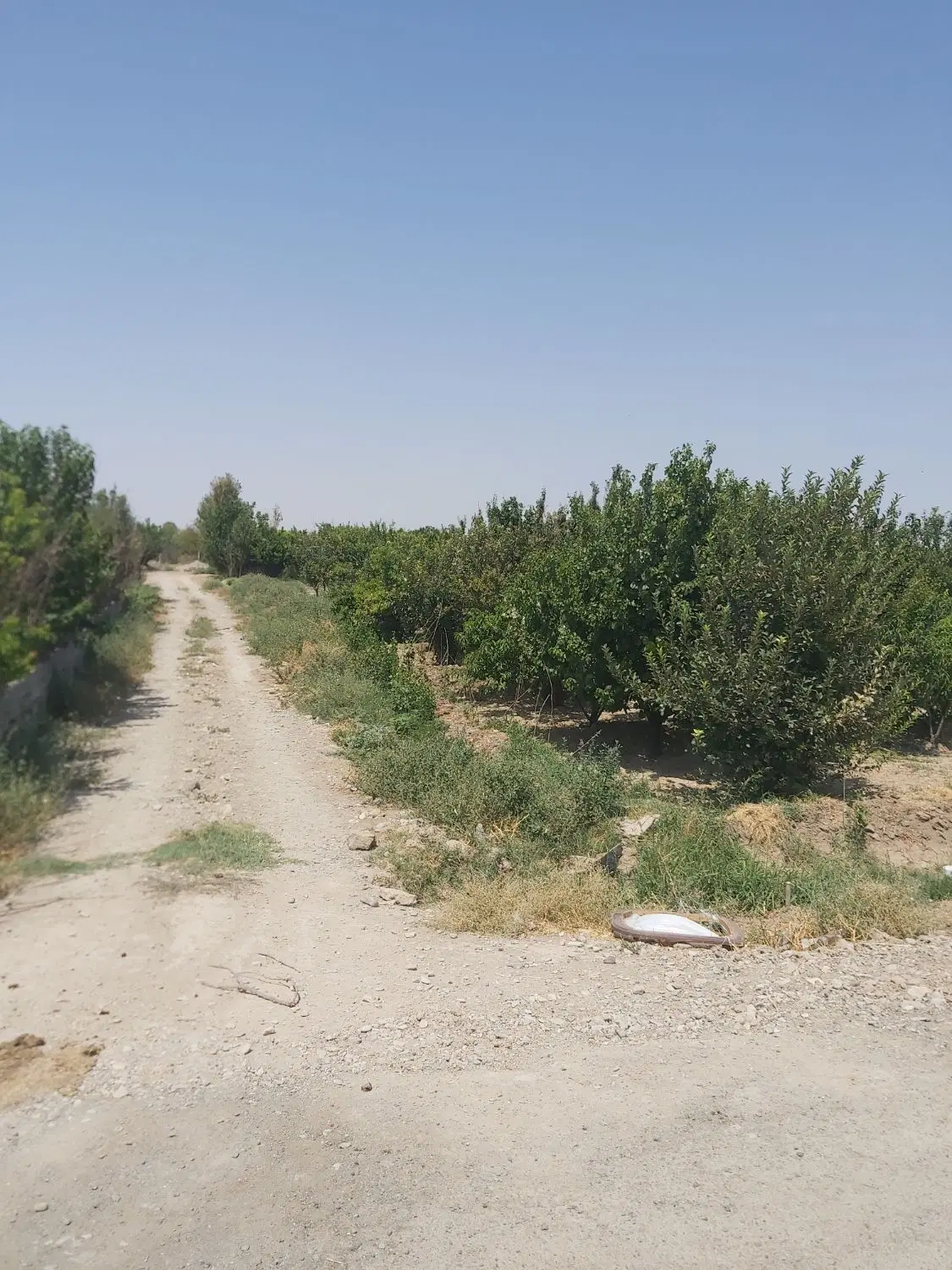 زمین   باغی   واقع در پیشک ا  کوچه  دوم