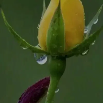 واگذاری میوه فروشی