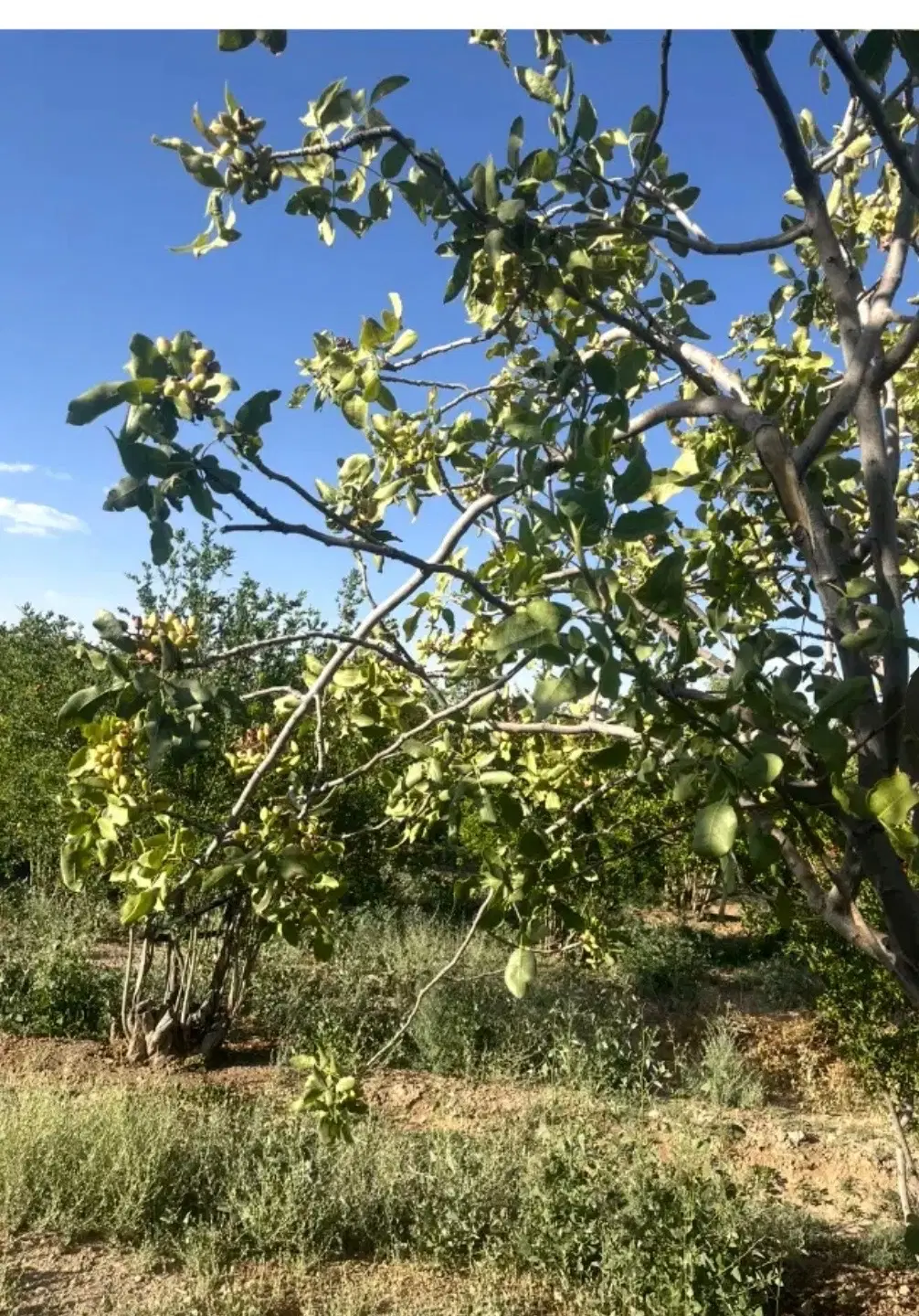 ویلا باغ چهارتنگ