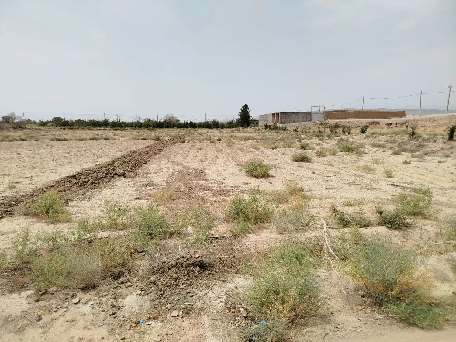 زمین کشاورزی باغی