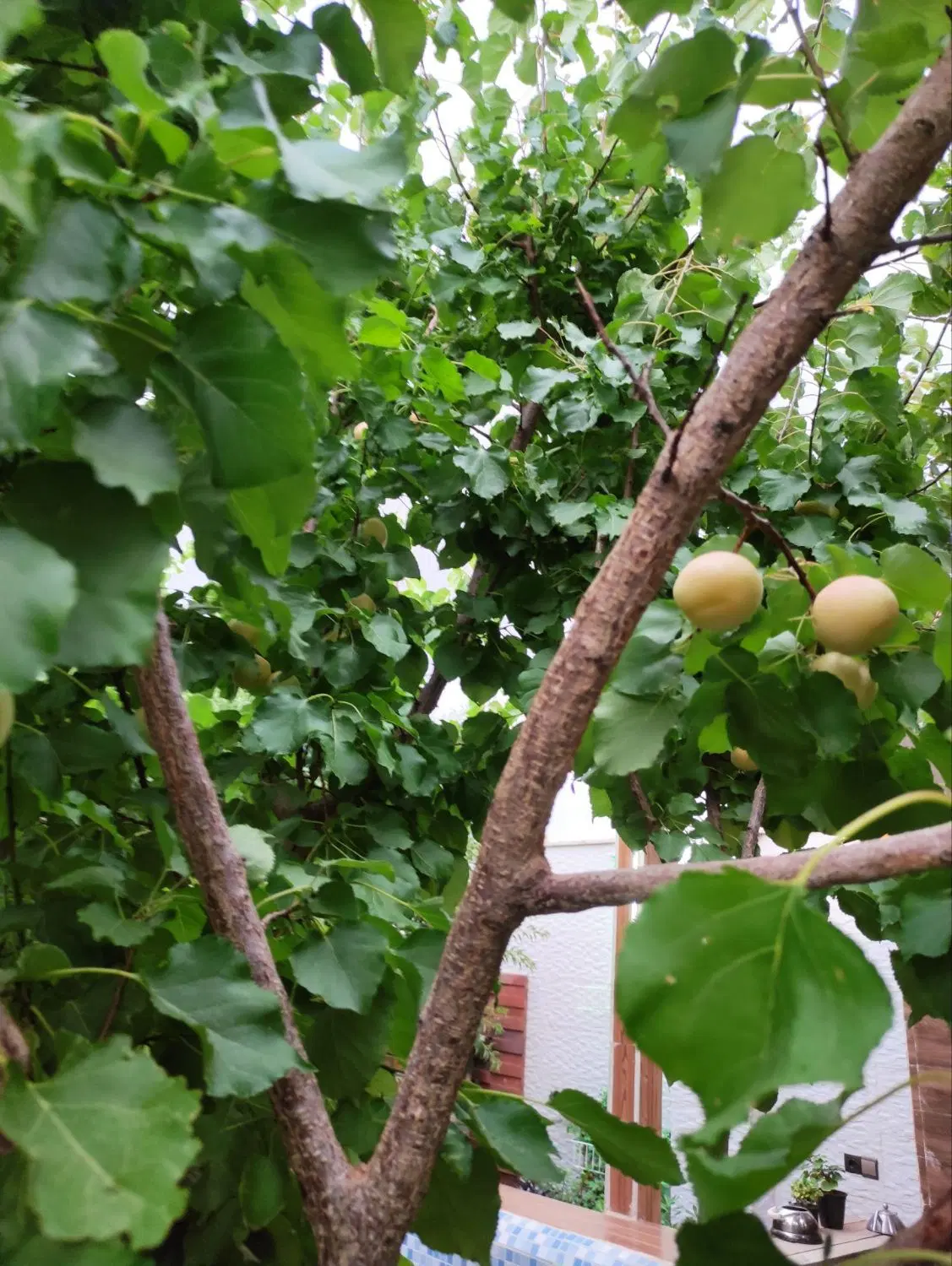 باغچه آلاچیق دار سقانیلق