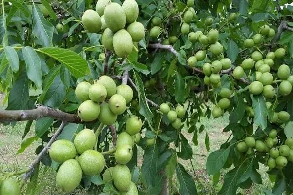 اجاره