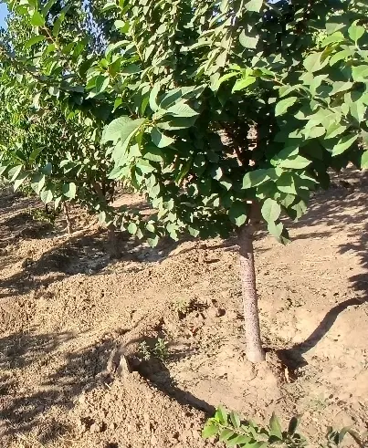 باغ شهرک الوند و حیدره