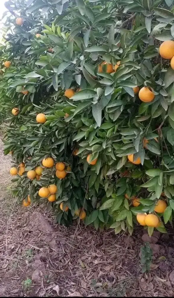 زمین ویلایی