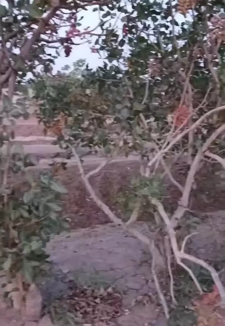 باغ کارمندی