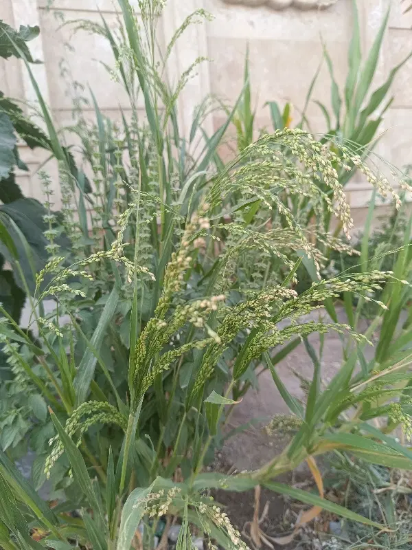 زمین در ابوفاضل