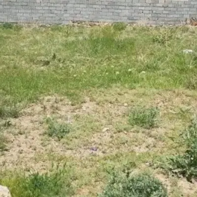 زمین دونبش سیمرغ