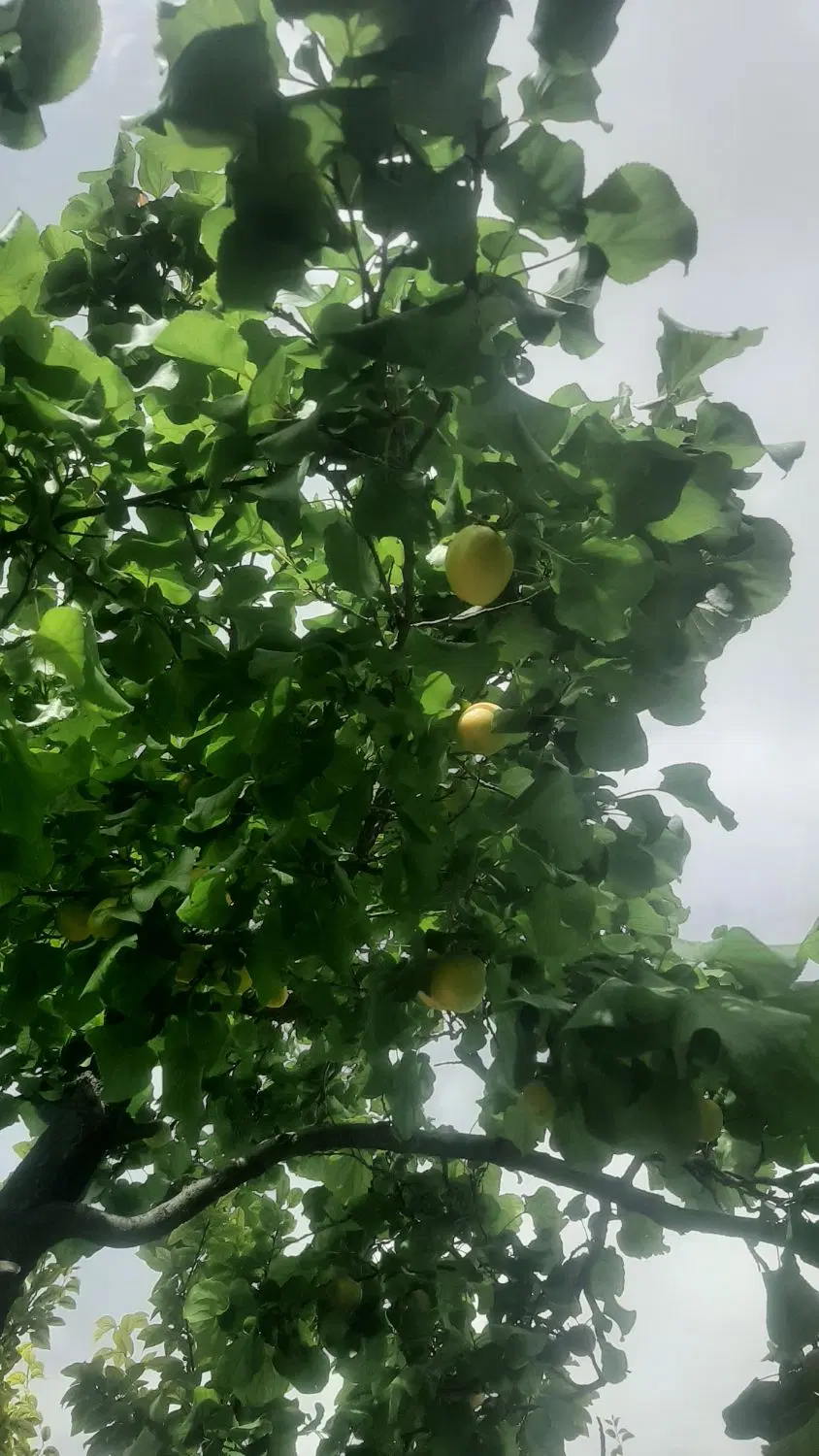 ۸۲۵متر باغچه در شهریار