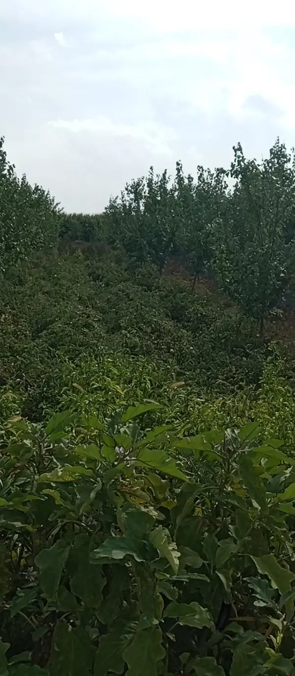 باغچه